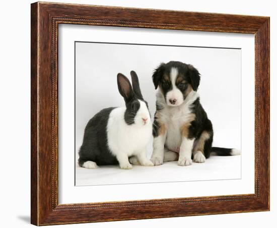 Tricolour Border Collie Puppy with Blue Dutch Rabbit-Jane Burton-Framed Photographic Print