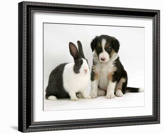 Tricolour Border Collie Puppy with Blue Dutch Rabbit-Jane Burton-Framed Photographic Print