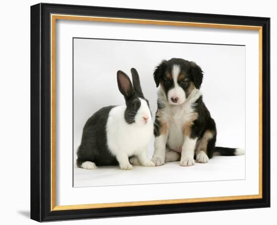 Tricolour Border Collie Puppy with Blue Dutch Rabbit-Jane Burton-Framed Photographic Print