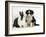 Tricolour Border Collie Puppy with Blue Dutch Rabbit-Jane Burton-Framed Photographic Print