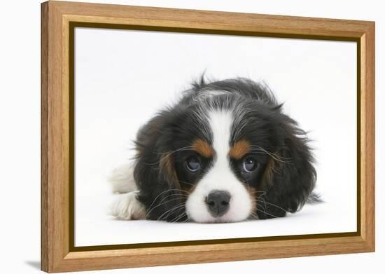 Tricolour Cavalier King Charles Spaniel Puppy, Lying with Chin on Floor-Mark Taylor-Framed Premier Image Canvas