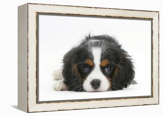 Tricolour Cavalier King Charles Spaniel Puppy, Lying with Chin on Floor-Mark Taylor-Framed Premier Image Canvas