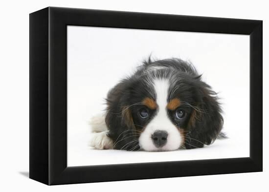 Tricolour Cavalier King Charles Spaniel Puppy, Lying with Chin on Floor-Mark Taylor-Framed Premier Image Canvas