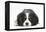Tricolour Cavalier King Charles Spaniel Puppy, Lying with Chin on Floor-Mark Taylor-Framed Premier Image Canvas