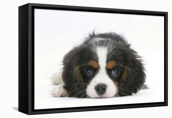 Tricolour Cavalier King Charles Spaniel Puppy, Lying with Chin on Floor-Mark Taylor-Framed Premier Image Canvas