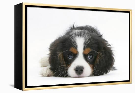 Tricolour Cavalier King Charles Spaniel Puppy, Lying with Chin on Floor-Mark Taylor-Framed Premier Image Canvas