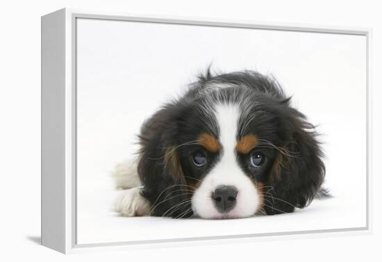 Tricolour Cavalier King Charles Spaniel Puppy, Lying with Chin on Floor-Mark Taylor-Framed Premier Image Canvas