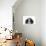 Tricolour Cavalier King Charles Spaniel Puppy, Lying with Chin on Floor-Mark Taylor-Photographic Print displayed on a wall