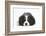 Tricolour Cavalier King Charles Spaniel Puppy, Lying with Chin on Floor-Mark Taylor-Framed Photographic Print