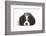 Tricolour Cavalier King Charles Spaniel Puppy, Lying with Chin on Floor-Mark Taylor-Framed Photographic Print