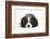 Tricolour Cavalier King Charles Spaniel Puppy, Lying with Chin on Floor-Mark Taylor-Framed Photographic Print