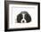 Tricolour Cavalier King Charles Spaniel Puppy, Lying with Chin on Floor-Mark Taylor-Framed Photographic Print