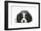 Tricolour Cavalier King Charles Spaniel Puppy, Lying with Chin on Floor-Mark Taylor-Framed Photographic Print