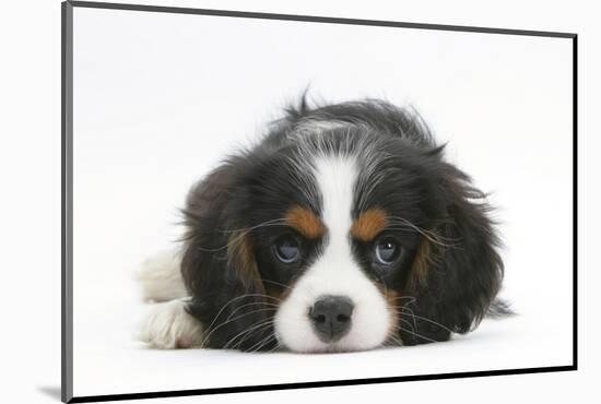 Tricolour Cavalier King Charles Spaniel Puppy, Lying with Chin on Floor-Mark Taylor-Mounted Photographic Print