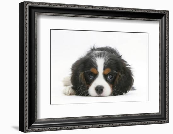 Tricolour Cavalier King Charles Spaniel Puppy, Lying with Chin on Floor-Mark Taylor-Framed Photographic Print