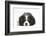 Tricolour Cavalier King Charles Spaniel Puppy, Lying with Chin on Floor-Mark Taylor-Framed Photographic Print