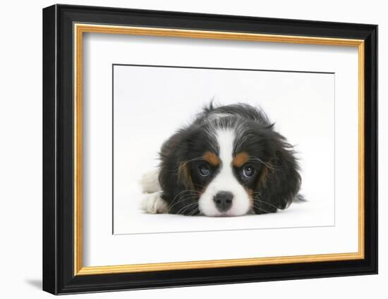 Tricolour Cavalier King Charles Spaniel Puppy, Lying with Chin on Floor-Mark Taylor-Framed Photographic Print