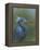 Tricolour Egret-Michael Jackson-Framed Premier Image Canvas