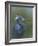 Tricolour Egret-Michael Jackson-Framed Giclee Print