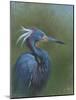 Tricolour Egret-Michael Jackson-Mounted Giclee Print