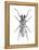Trictenotoma Beetle-Lawrence Lawry-Framed Premier Image Canvas