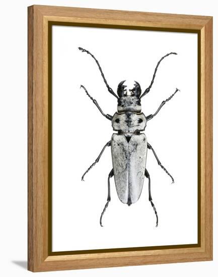 Trictenotoma Beetle-Lawrence Lawry-Framed Premier Image Canvas