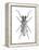 Trictenotoma Beetle-Lawrence Lawry-Framed Premier Image Canvas