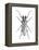 Trictenotoma Beetle-Lawrence Lawry-Framed Premier Image Canvas