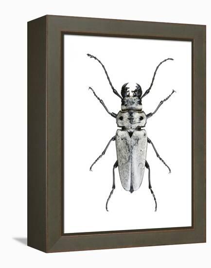 Trictenotoma Beetle-Lawrence Lawry-Framed Premier Image Canvas