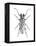 Trictenotoma Beetle-Lawrence Lawry-Framed Premier Image Canvas