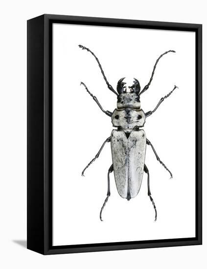 Trictenotoma Beetle-Lawrence Lawry-Framed Premier Image Canvas