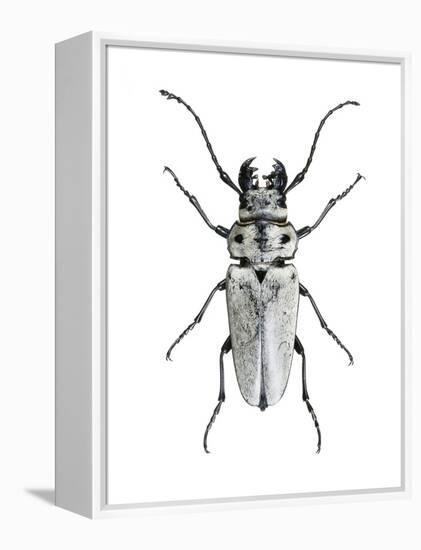 Trictenotoma Beetle-Lawrence Lawry-Framed Premier Image Canvas