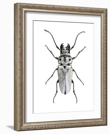 Trictenotoma Beetle-Lawrence Lawry-Framed Photographic Print