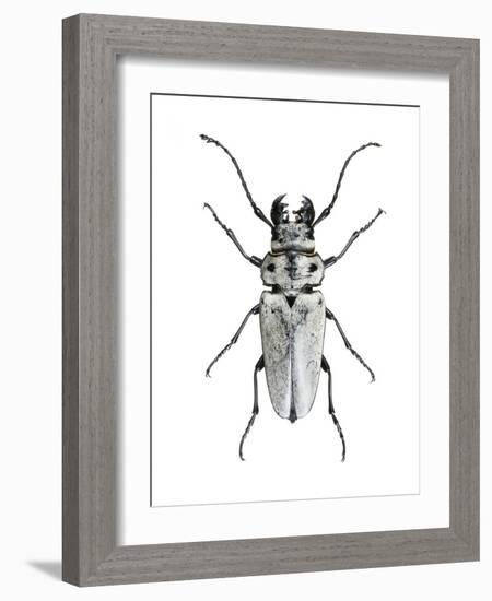 Trictenotoma Beetle-Lawrence Lawry-Framed Photographic Print