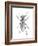 Trictenotoma Beetle-Lawrence Lawry-Framed Photographic Print