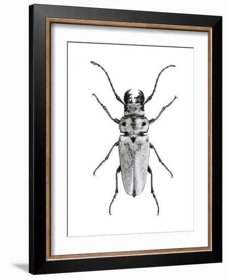 Trictenotoma Beetle-Lawrence Lawry-Framed Photographic Print