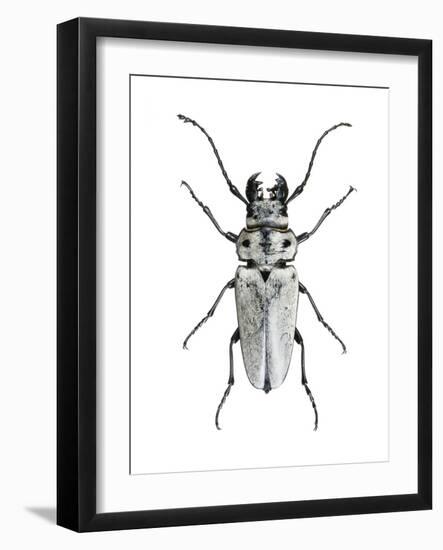 Trictenotoma Beetle-Lawrence Lawry-Framed Photographic Print