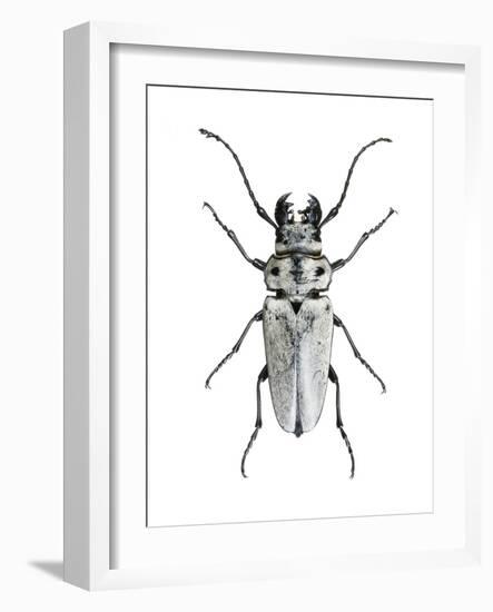 Trictenotoma Beetle-Lawrence Lawry-Framed Photographic Print