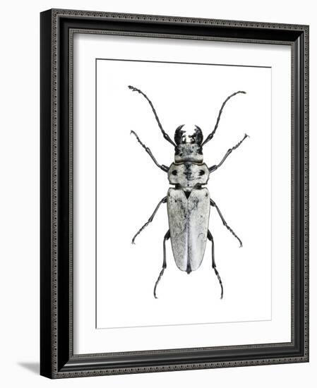 Trictenotoma Beetle-Lawrence Lawry-Framed Photographic Print