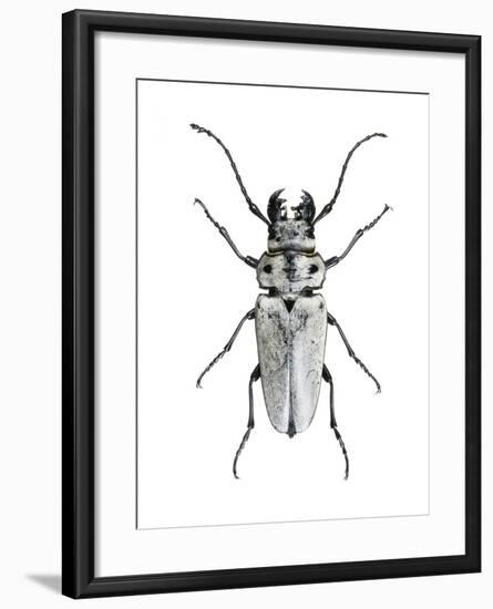 Trictenotoma Beetle-Lawrence Lawry-Framed Photographic Print