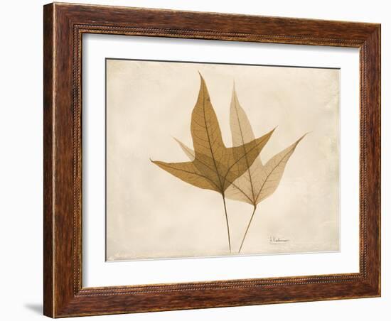 Trident Maple Moments-Albert Koetsier-Framed Art Print