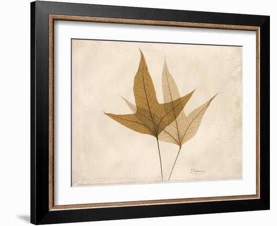 Trident Maple Moments-Albert Koetsier-Framed Art Print