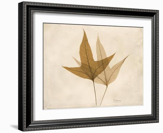 Trident Maple Moments-Albert Koetsier-Framed Art Print