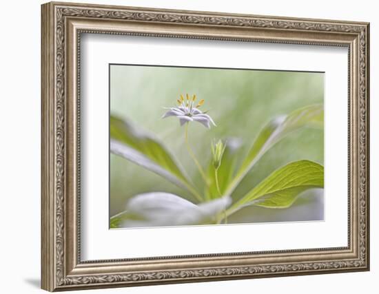 Trientalis Europ?a-Heidi Westum-Framed Photographic Print