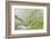 Trientalis Europ?a-Heidi Westum-Framed Photographic Print