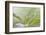 Trientalis Europ?a-Heidi Westum-Framed Photographic Print