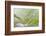 Trientalis Europ?a-Heidi Westum-Framed Photographic Print