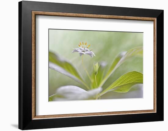 Trientalis Europ?a-Heidi Westum-Framed Photographic Print