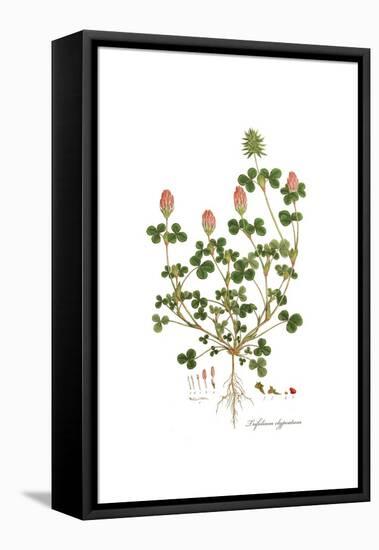 Trifolium clypeatum, Flora Graeca-Ferdinand Bauer-Framed Premier Image Canvas