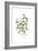 Trifolium clypeatum, Flora Graeca-Ferdinand Bauer-Framed Giclee Print